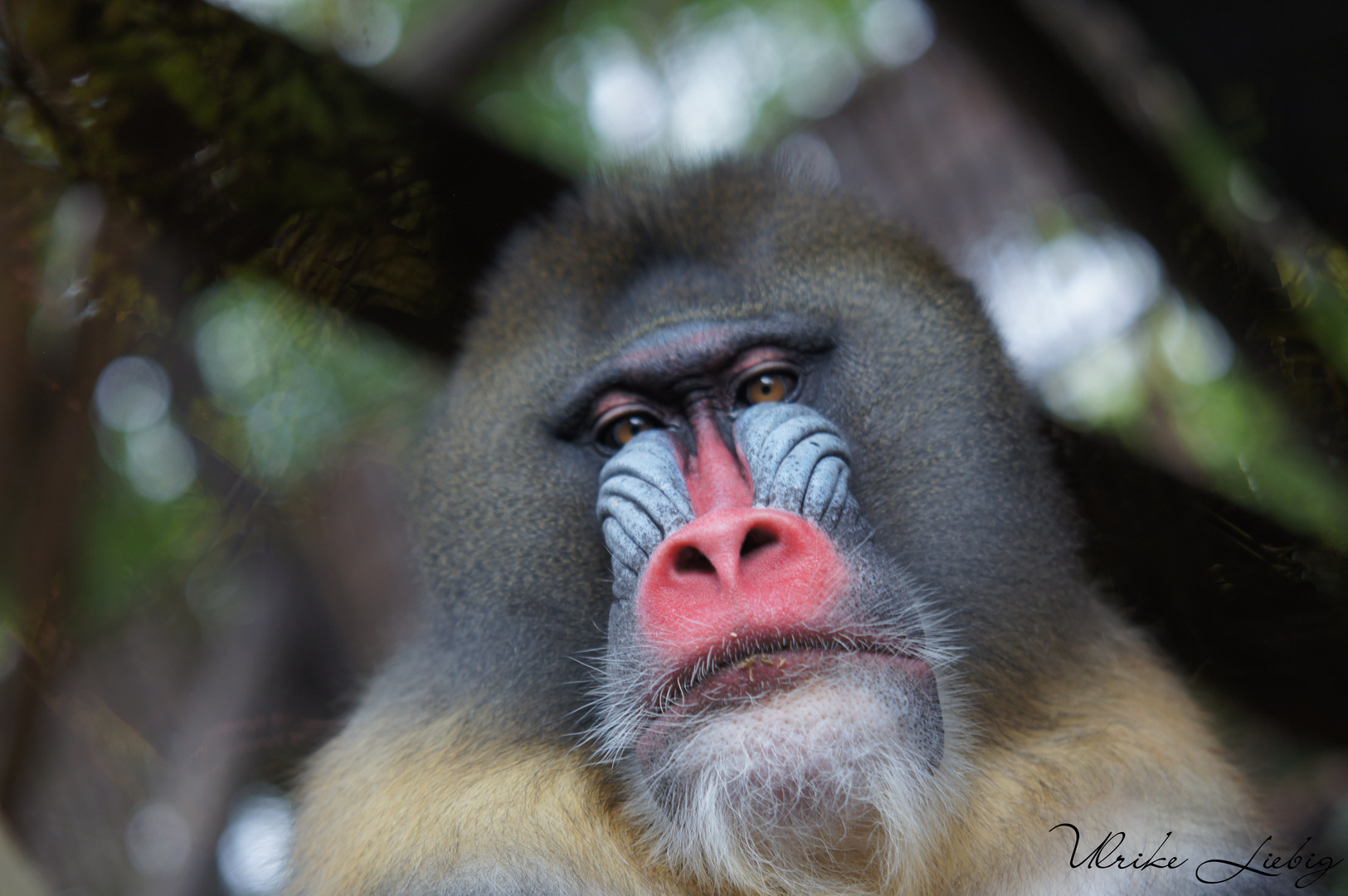 Mandrill