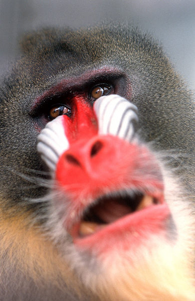 Mandrill