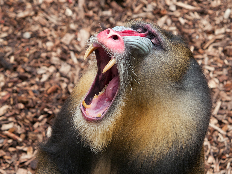 mandrill