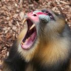 mandrill