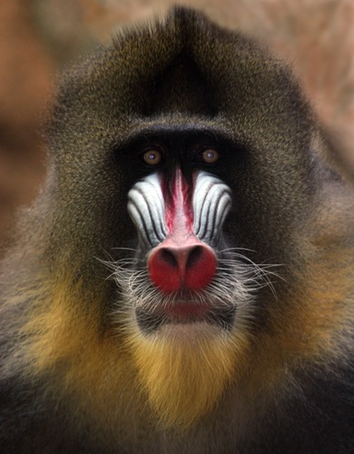 Mandrill