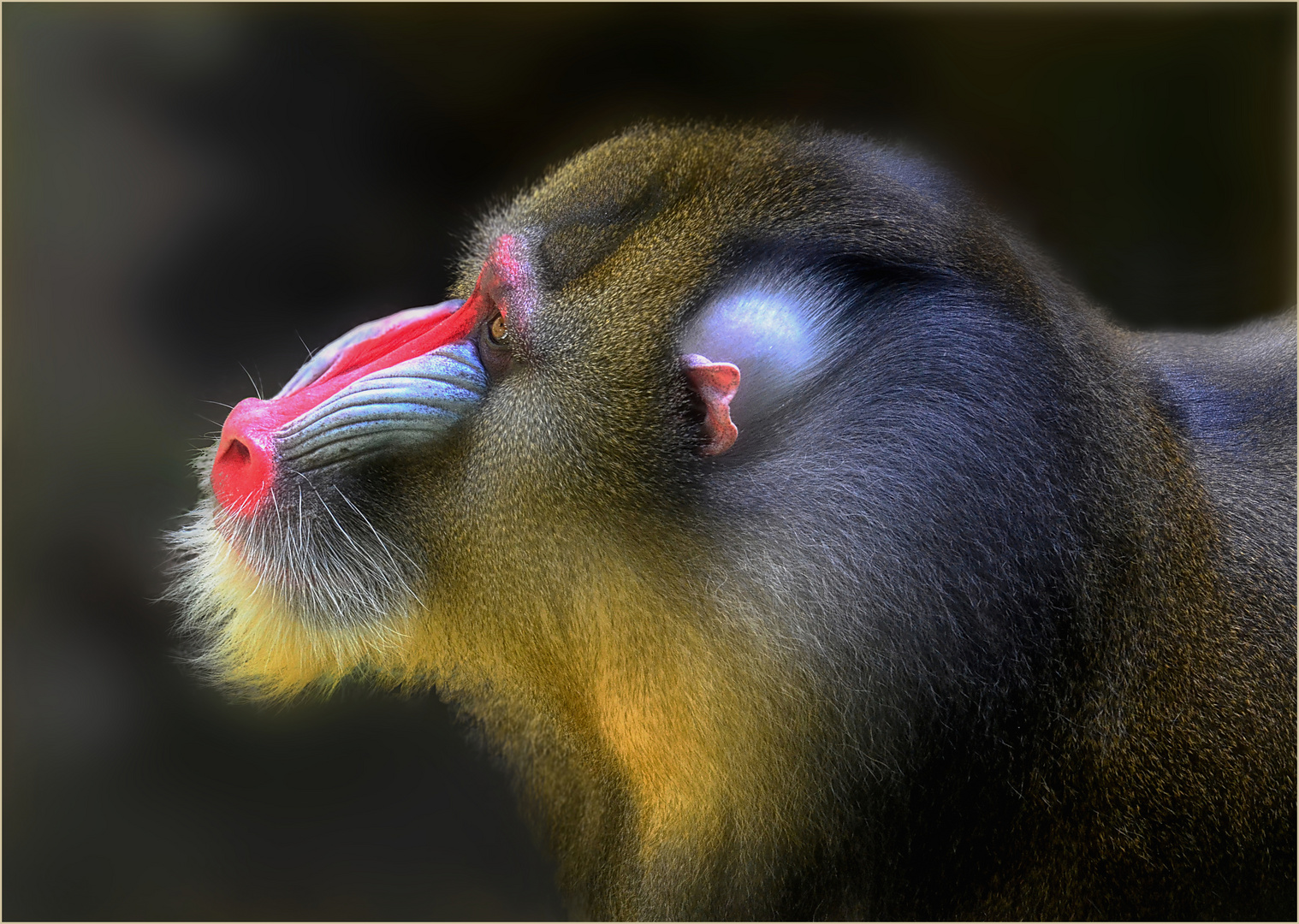 Mandrill