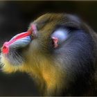 Mandrill