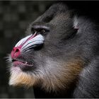 Mandrill