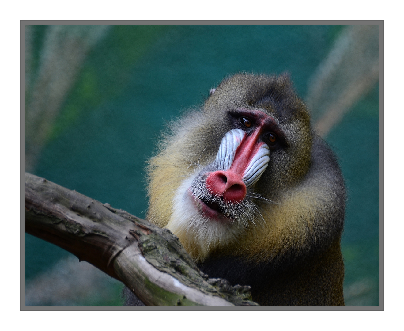 Mandrill