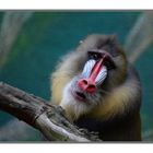 Mandrill