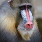 Mandrill