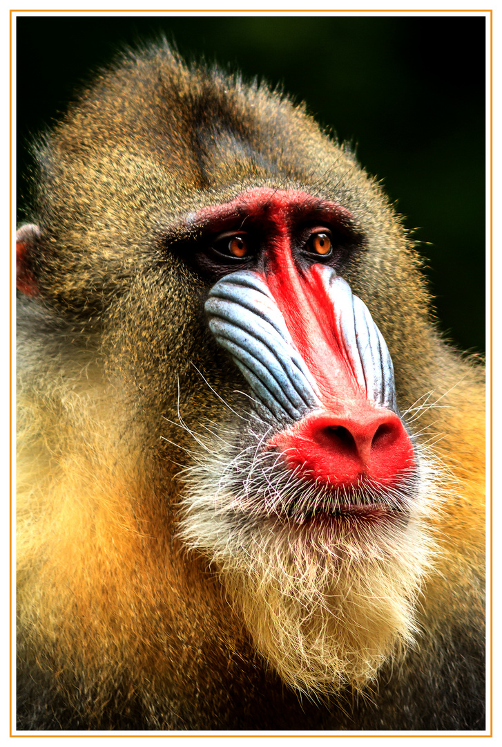 Mandrill