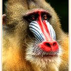 Mandrill