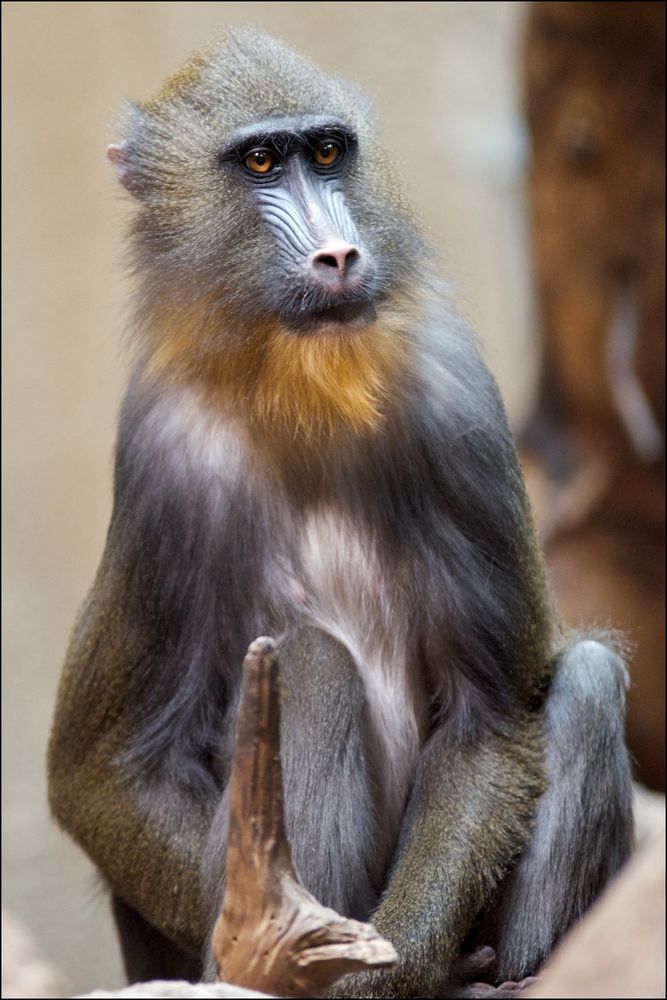 Mandrill