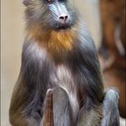 Mandrill