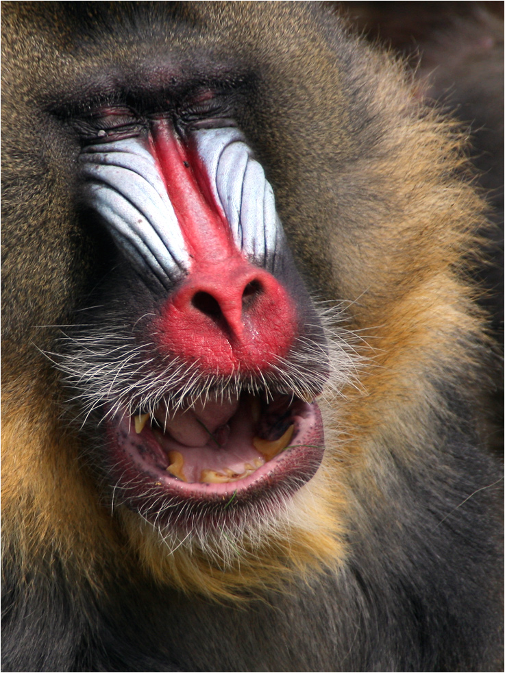 Mandrill