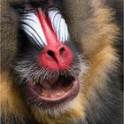 Mandrill