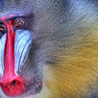 Mandrill