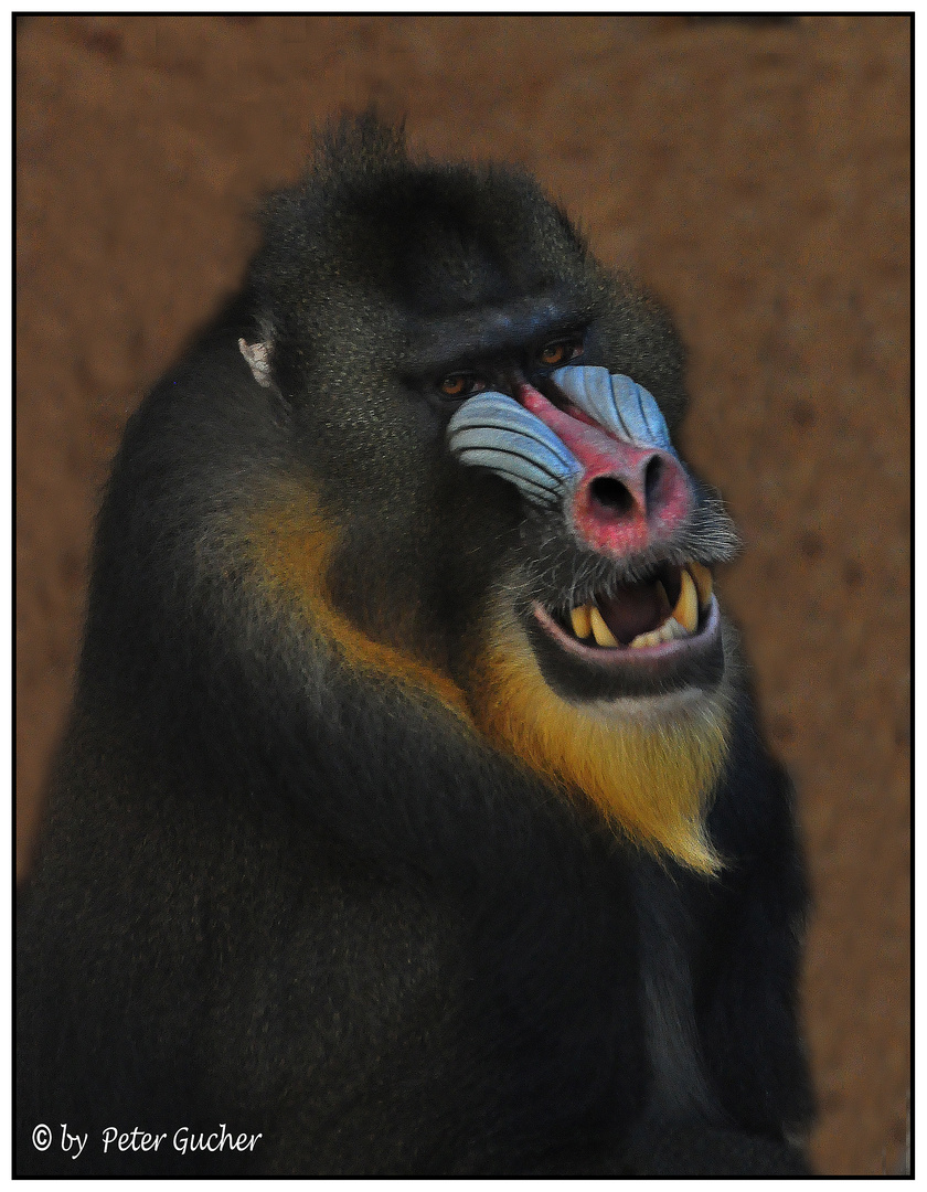 Mandrill