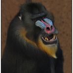 Mandrill