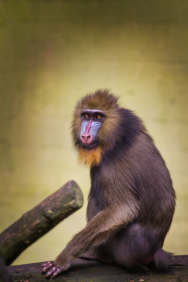 Mandrill