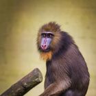 Mandrill