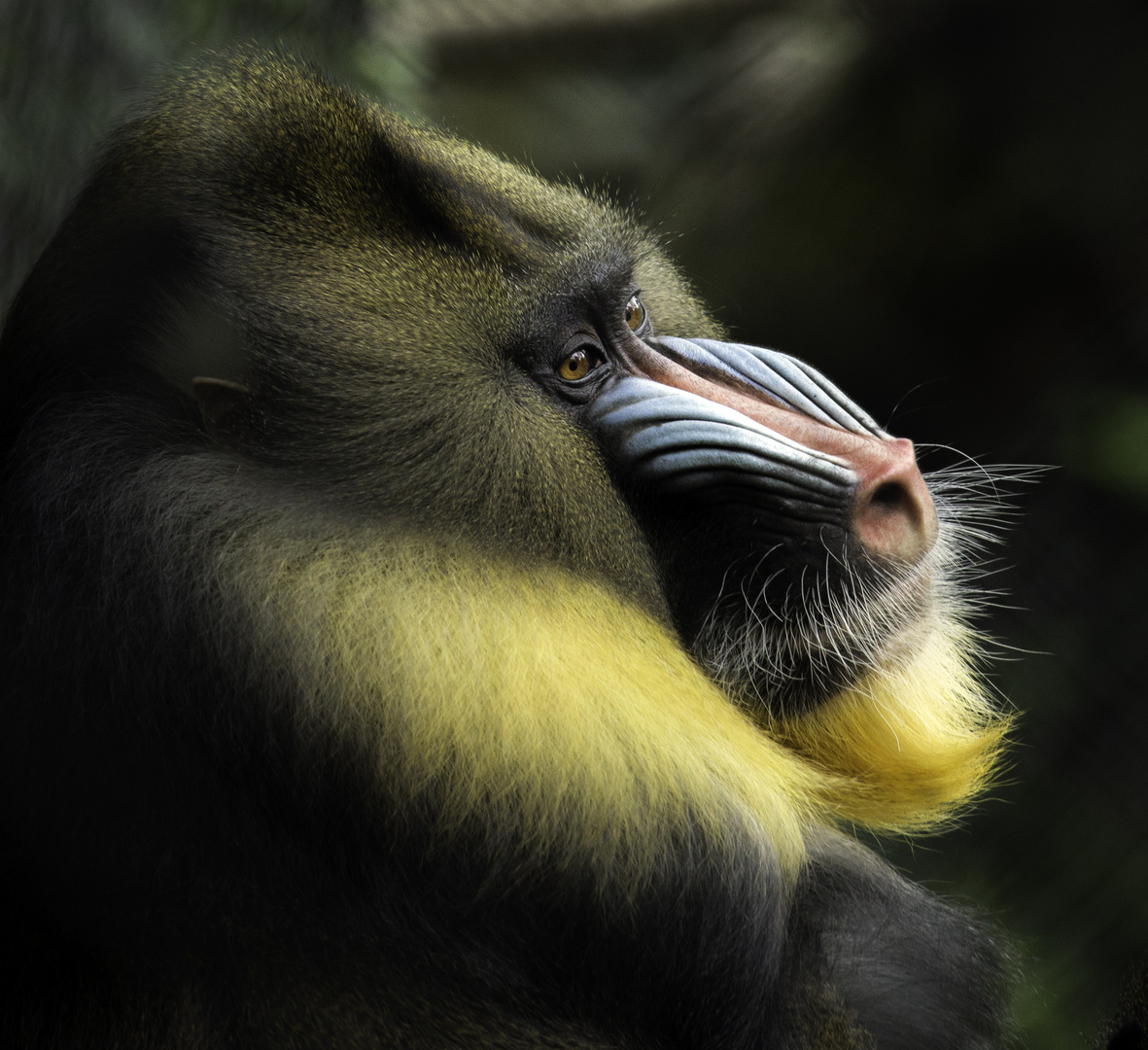 Mandrill 