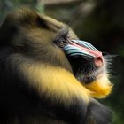 Mandrill 