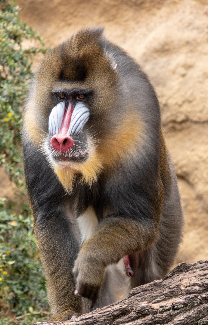 MANDRILL