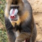 MANDRILL