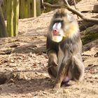 Mandrill