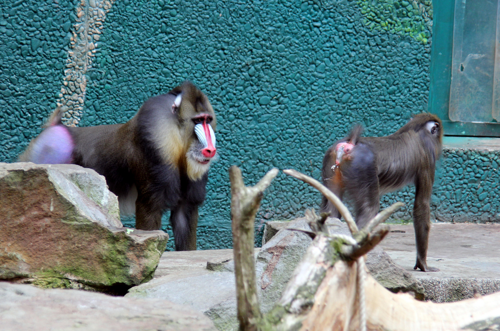 Mandrill