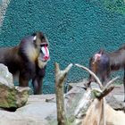 Mandrill