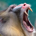 Mandrill