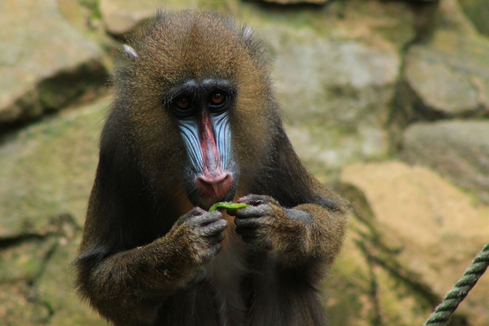 Mandrill