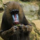 Mandrill