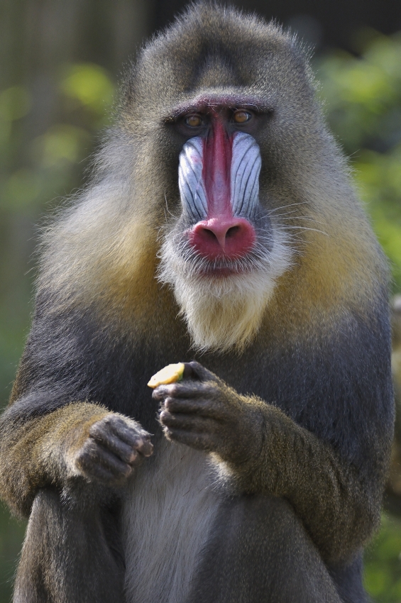 Mandrill