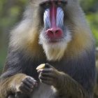 Mandrill