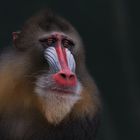 Mandrill