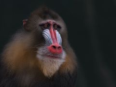 Mandrill