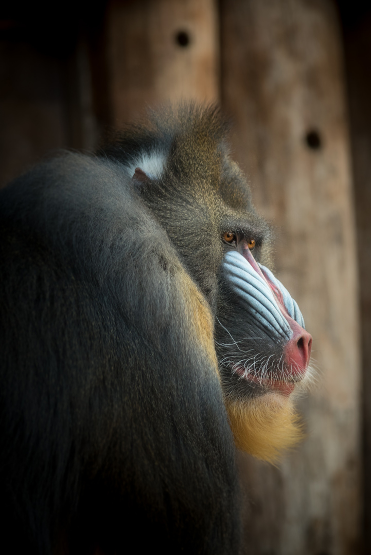 Mandrill