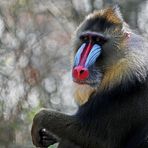 Mandrill