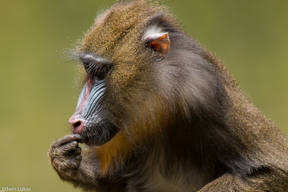 Mandrill