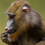 Mandrill