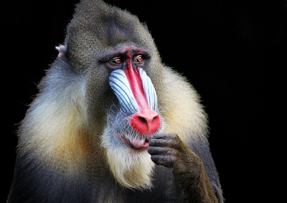 Mandrill