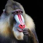 Mandrill