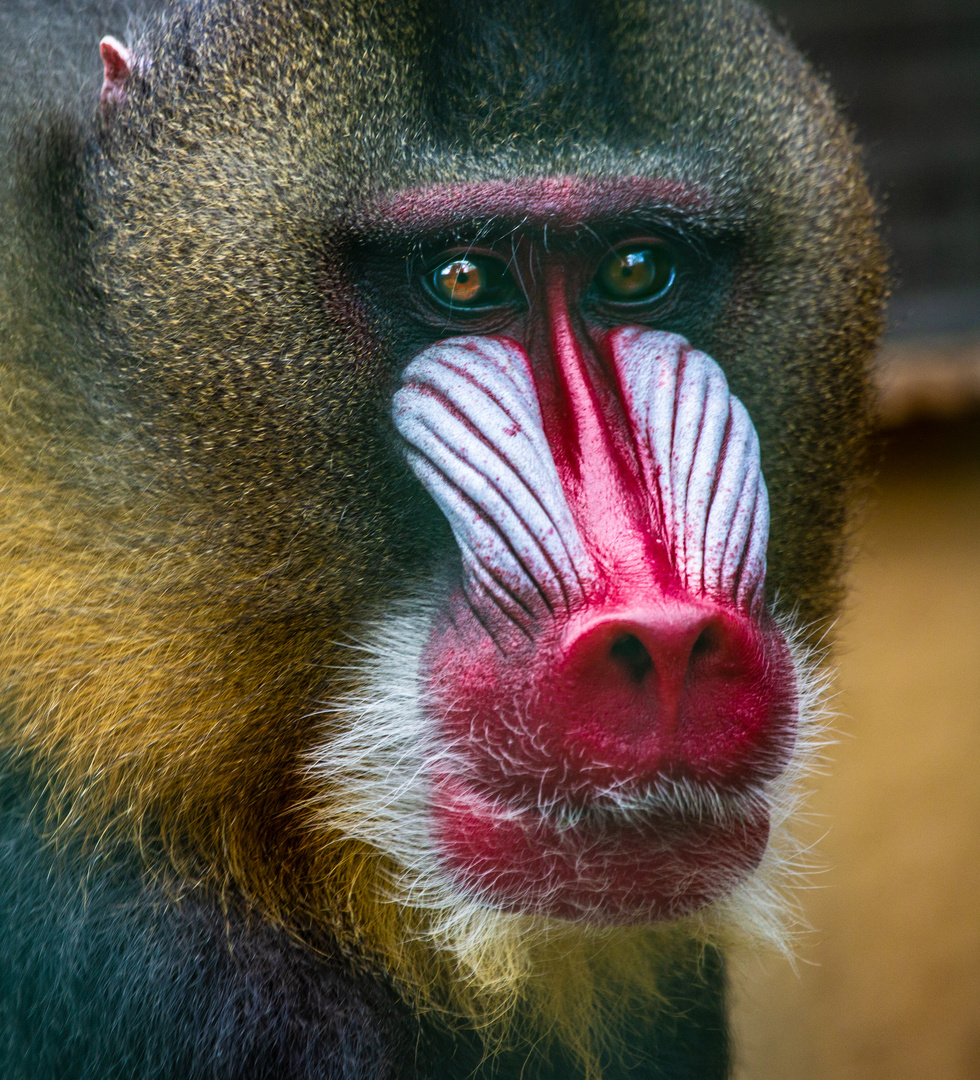 Mandrill 