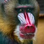 Mandrill 