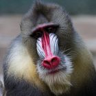 Mandrill