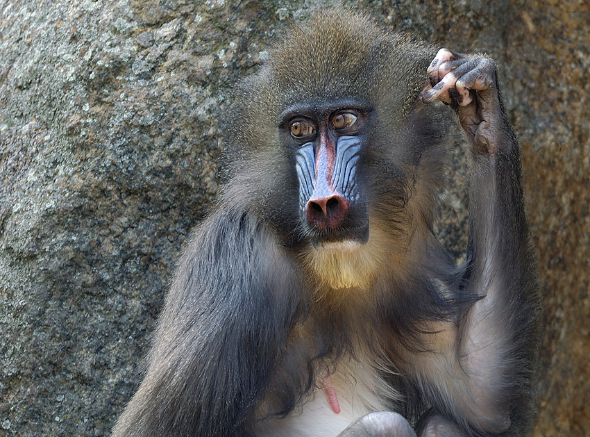 Mandrill