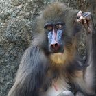 Mandrill