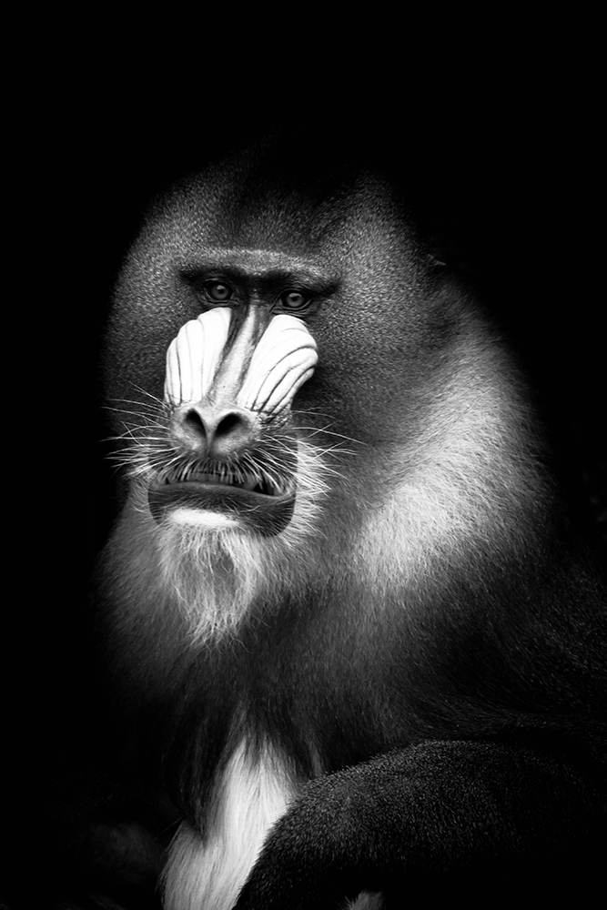 Mandrill