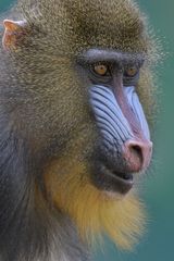 Mandrill