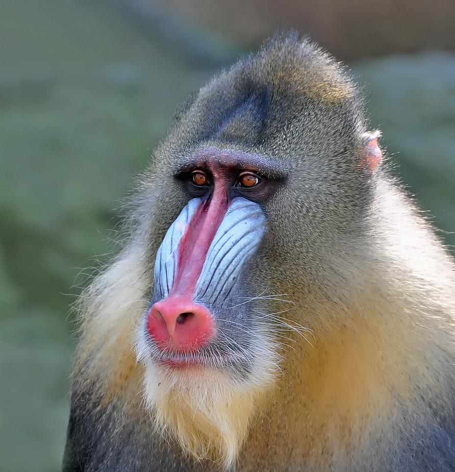 Mandrill